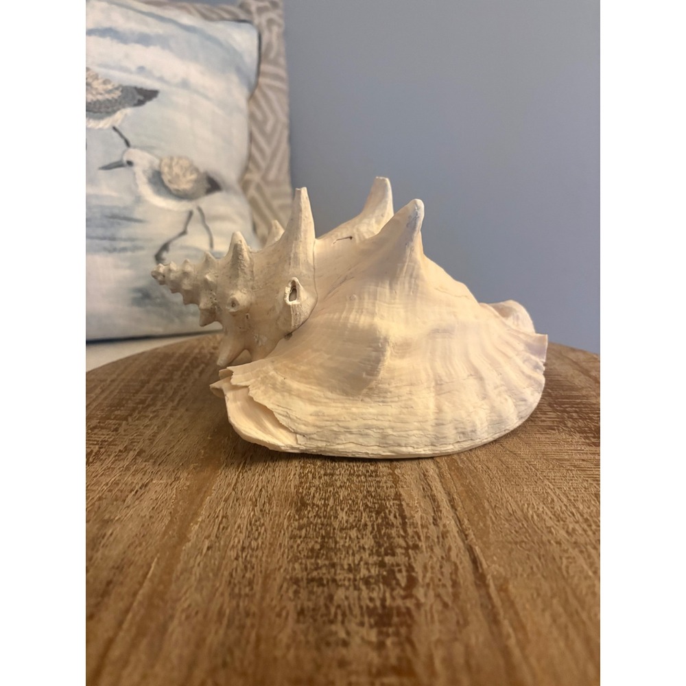 Real Horned Helmet Shell / Conch Sheel